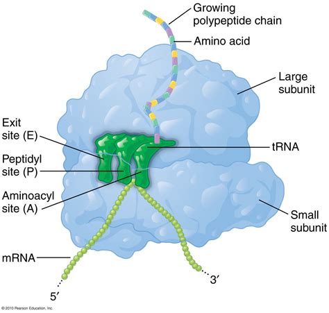 rrna structure